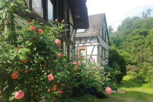 Fachwerkhäuser der Grünen Mühle mit Rosenbusch