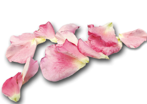 Rosenblüten der Grünen Mühle Naturkosmetik